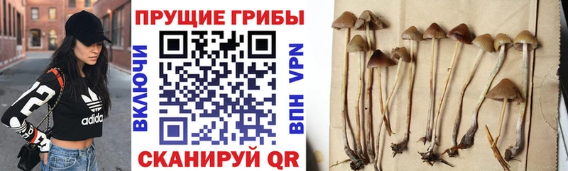 Псилоцибиновые грибы прущие грибы  omg ONION  Волгодонск 